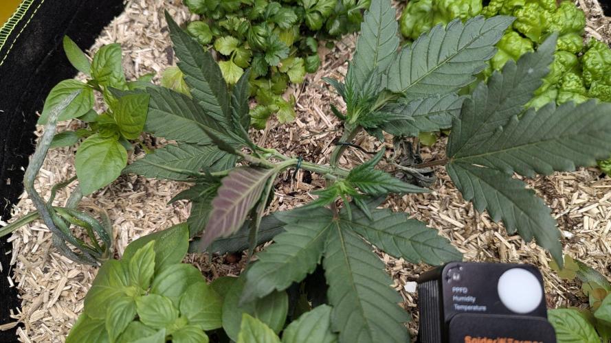 Living Soil Cookies. Week 4 - Guava