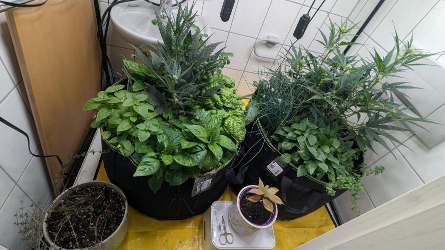 Living Soil Cookies. Week 5