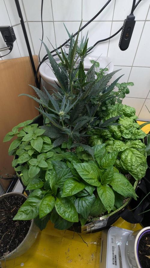 Living Soil Cookies. Week 5