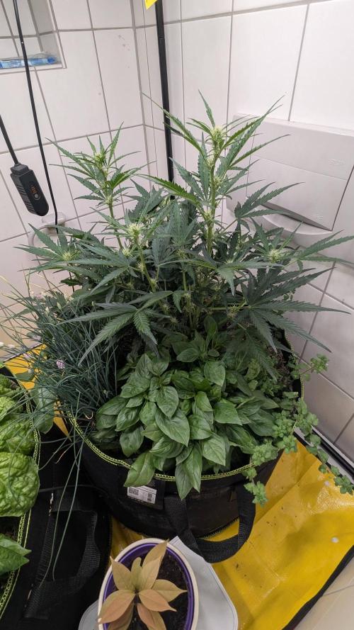 Living Soil Cookies. Week 5