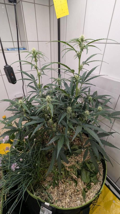 Living Soil Cookies. Week 6 - Gorilla Cookies