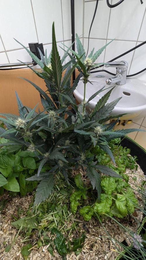 Living Soil Cookies. Week 6 - Guava