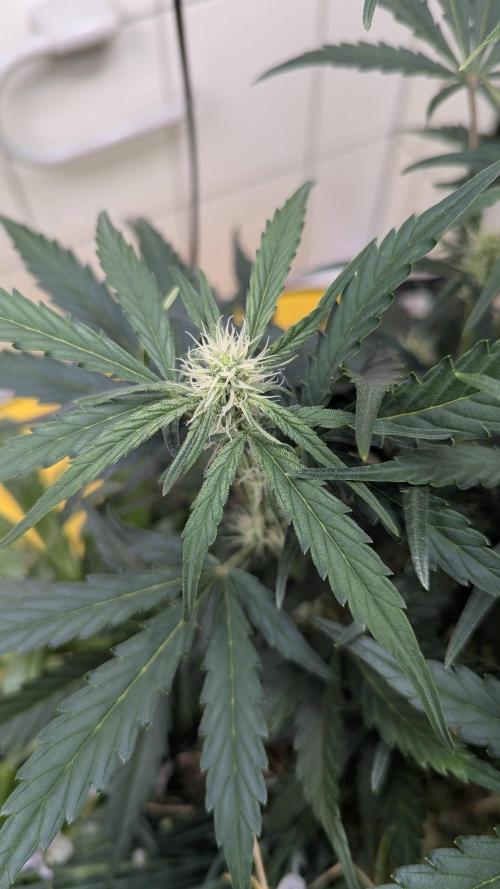 Living Soil Cookies. Week 6 - Gorilla Cookies