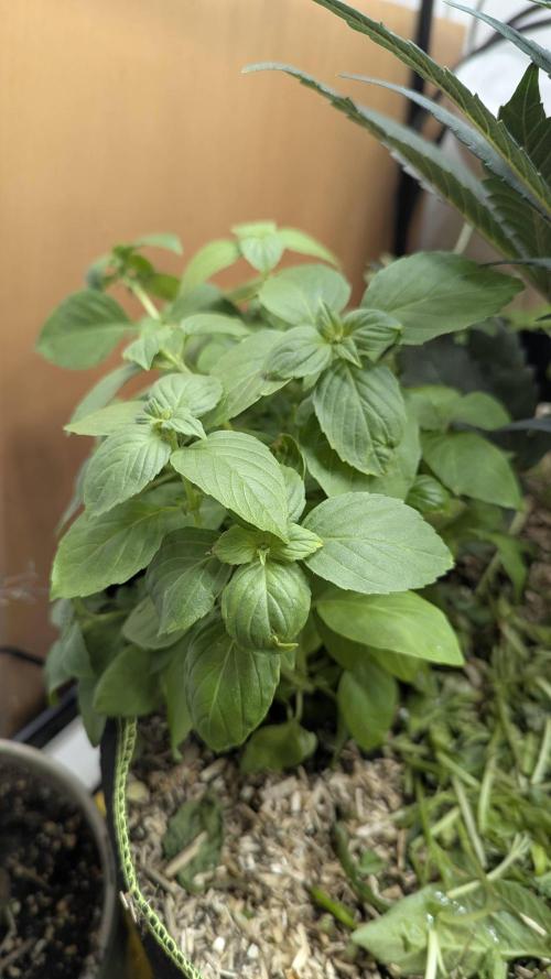 Living Soil Cookies. Week 6 - Zitronen-Basilikum