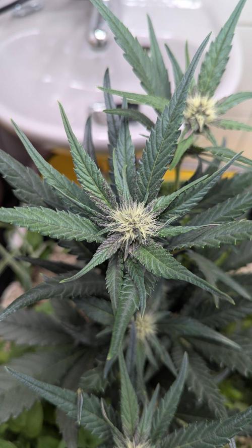 Living Soil Cookies. Week 6 - Guava