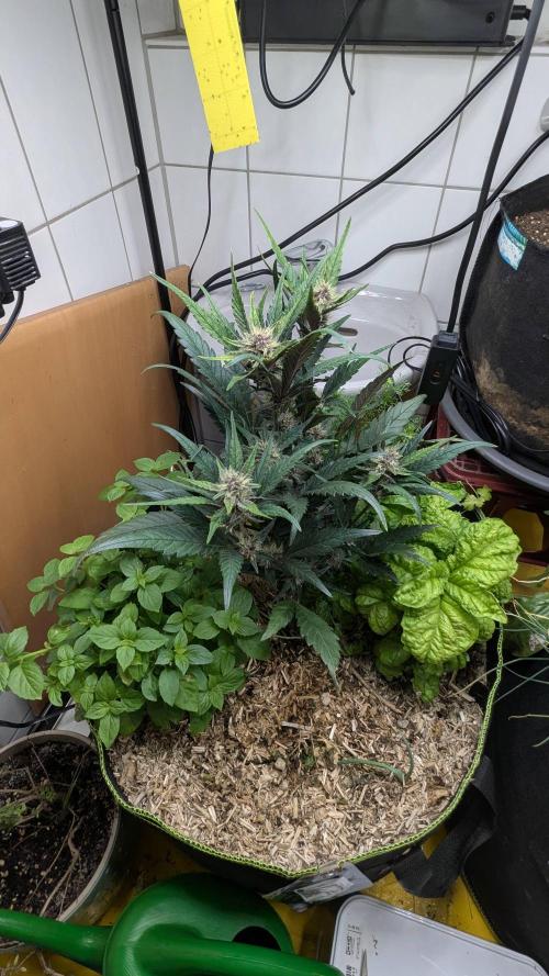 Living Soil Cookies. Week 7 - Guava