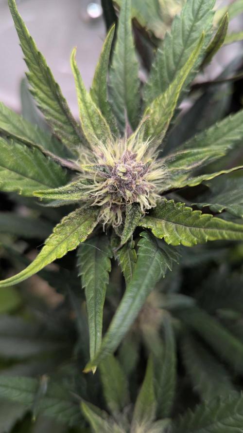 Living Soil Cookies. Week 7 - Guava