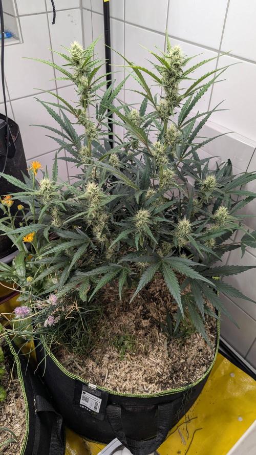 Living Soil Cookies. Week 7 - Gorilla Cookies