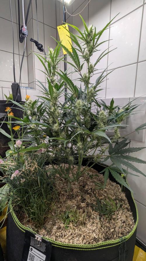 Living Soil Cookies. Week 7 - Gorilla Cookies