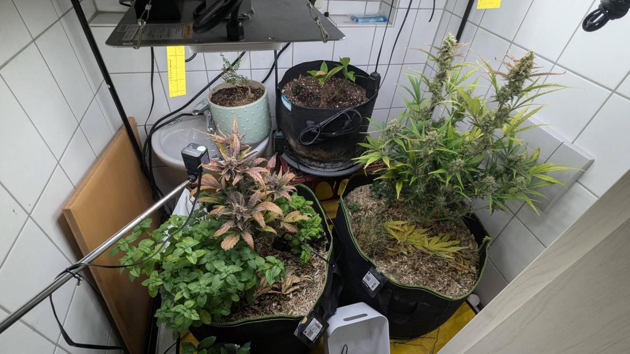 Living Soil Cookies. Week 8