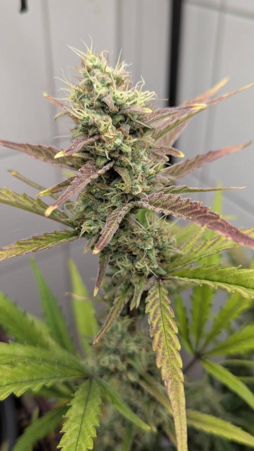 Living Soil Cookies. Week 9 - Gorilla Cookies