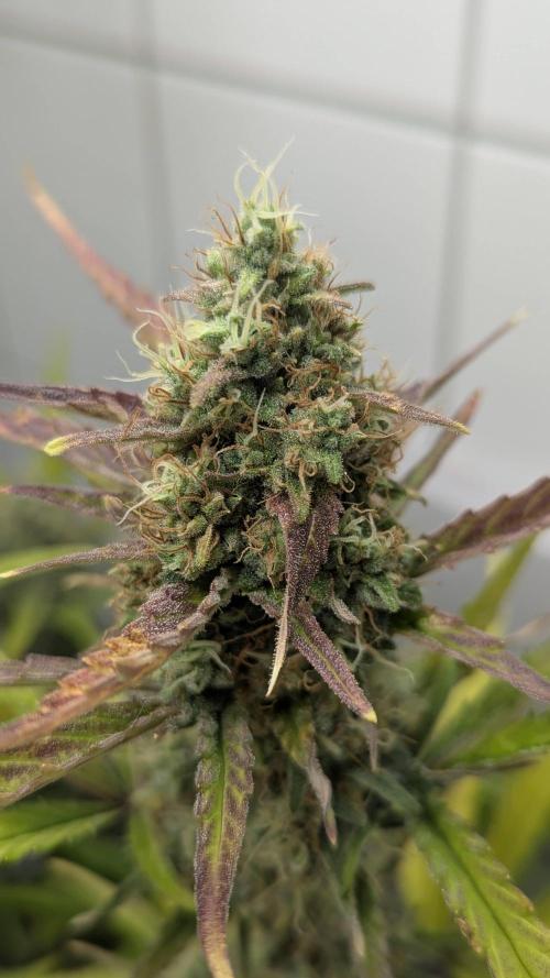 Living Soil Cookies. Week 9 - Gorilla Cookies
