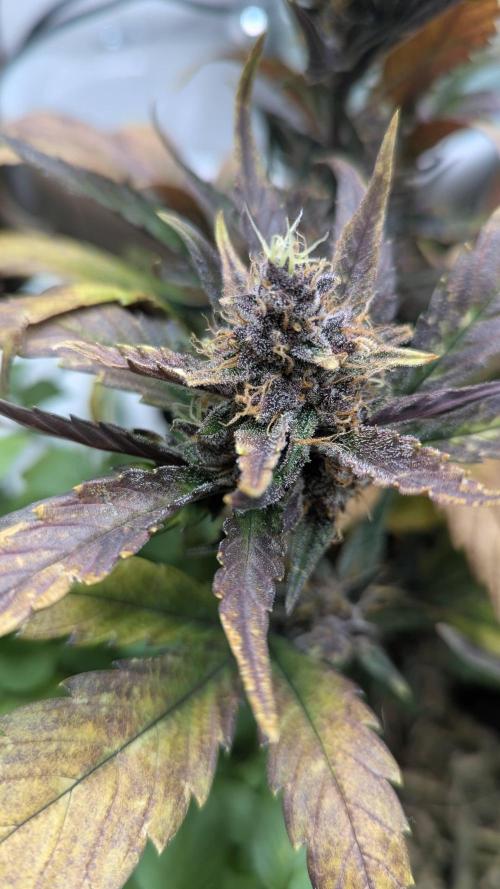 Living Soil Cookies. Week 9 - Guava