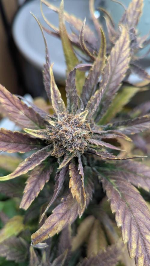 Living Soil Cookies. Week 9 - Guava