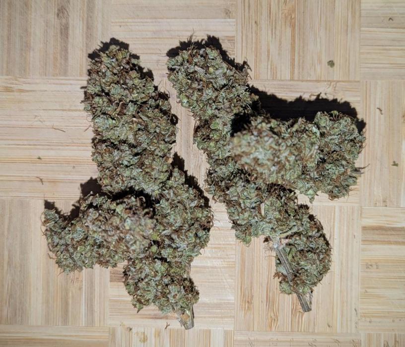 Living Soil Cookies. Week 10