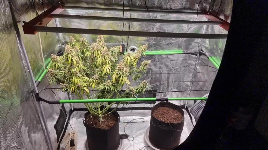 Jack Herer, Sensi Seeds