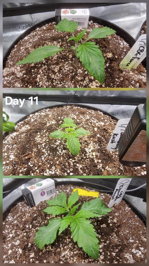 Dutch Passion CBD autoflowers.. Week 2
