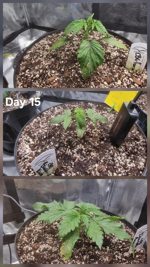 Dutch Passion CBD autoflowers.. Week 2