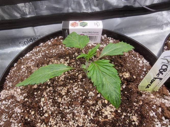 Dutch Passion CBD autoflowers.. Week 2