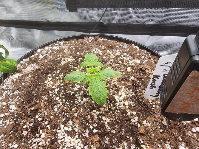 Dutch Passion CBD autoflowers.. Week 2