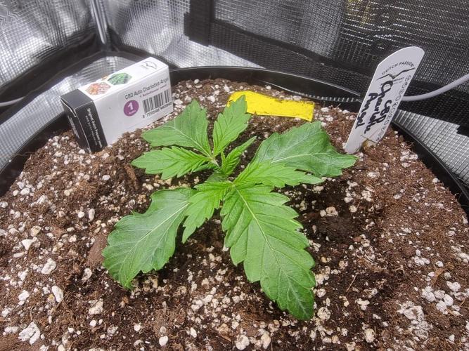 Dutch Passion CBD autoflowers.. Week 2