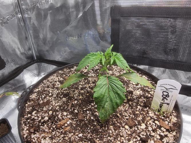 Dutch Passion CBD autoflowers.. Week 2