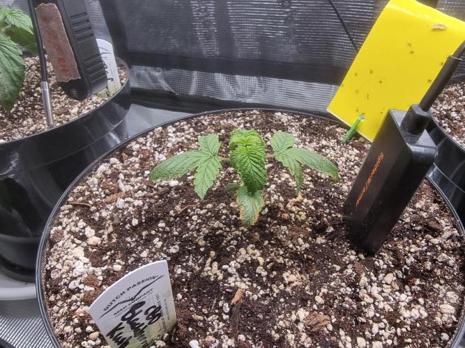 Dutch Passion CBD autoflowers.. Week 2