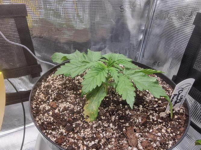 Dutch Passion CBD autoflowers.. Week 2