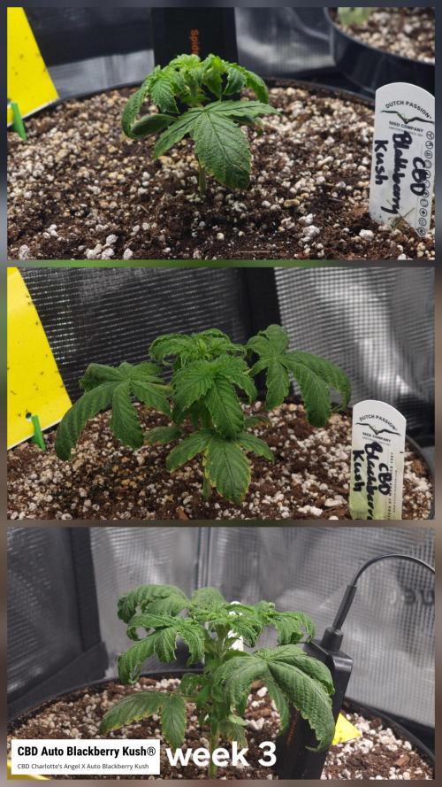 Dutch Passion CBD autoflowers.. Week 3 - This isn't going well.
