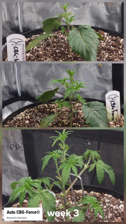 Dutch Passion CBD autoflowers.. Week 3 - This one is responding good to some minor defoliation on the main stem.
