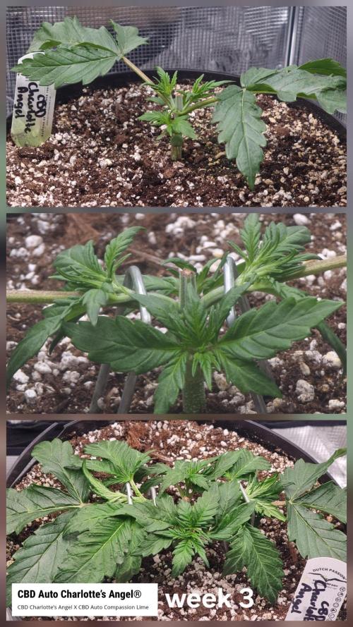 Dutch Passion CBD autoflowers.. Week 3 - Charlotte's reaction to topping was okay too. Good growth this week.