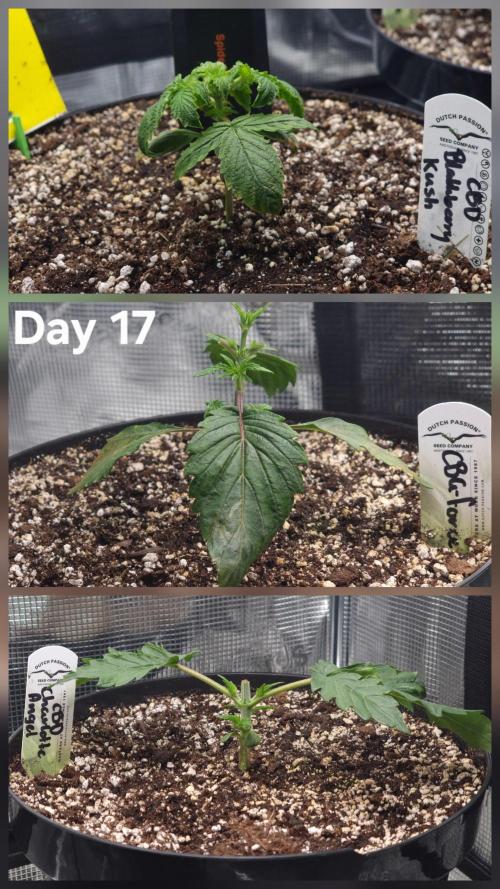 Dutch Passion CBD autoflowers.. Week 3