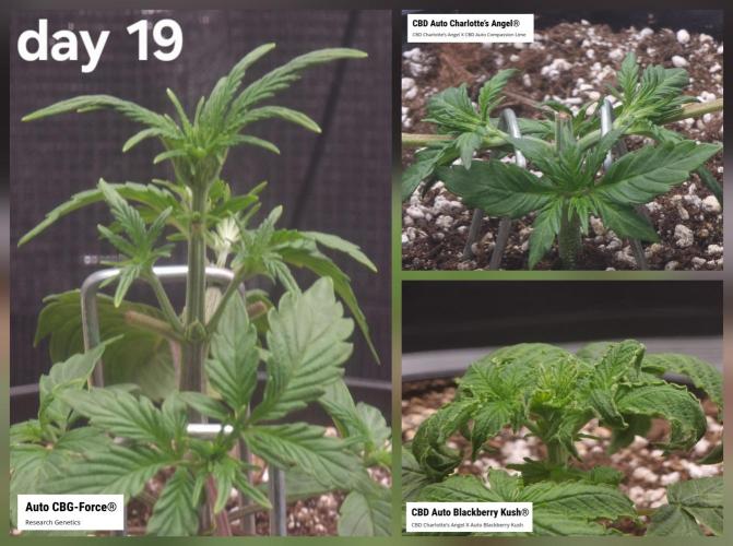 Dutch Passion CBD autoflowers.. Week 3