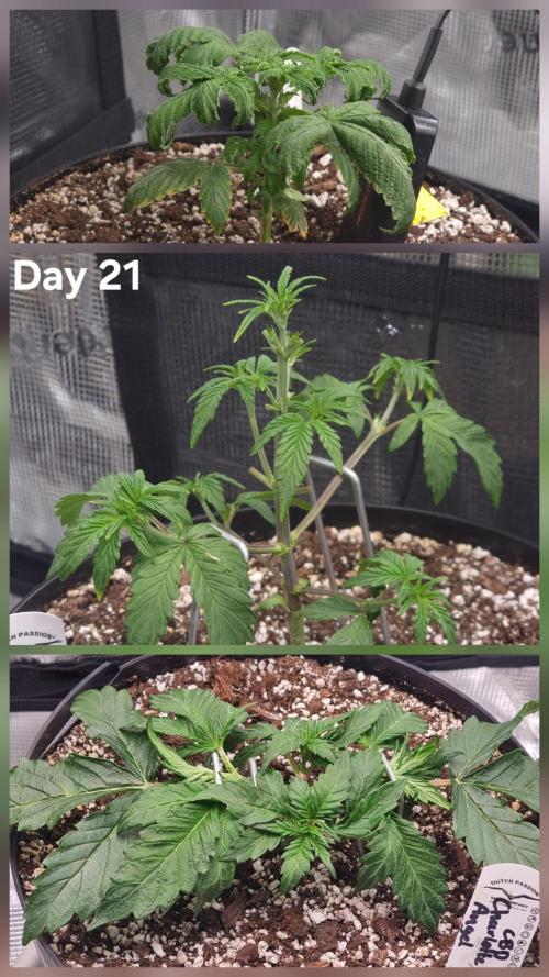 Dutch Passion CBD autoflowers.. Week 3
