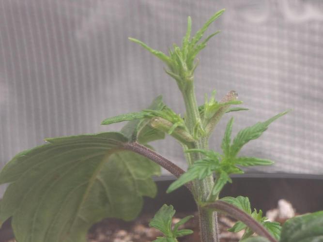 Dutch Passion CBD autoflowers.. Week 3 - Defoliation training technique