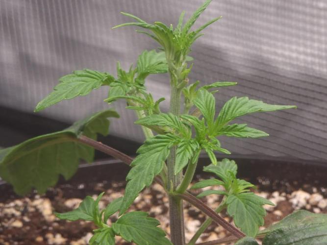 Dutch Passion CBD autoflowers.. Week 3 - Reacting well