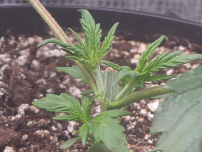 Dutch Passion CBD autoflowers.. Week 3 - Good response after topping for the Charlotte's Angel