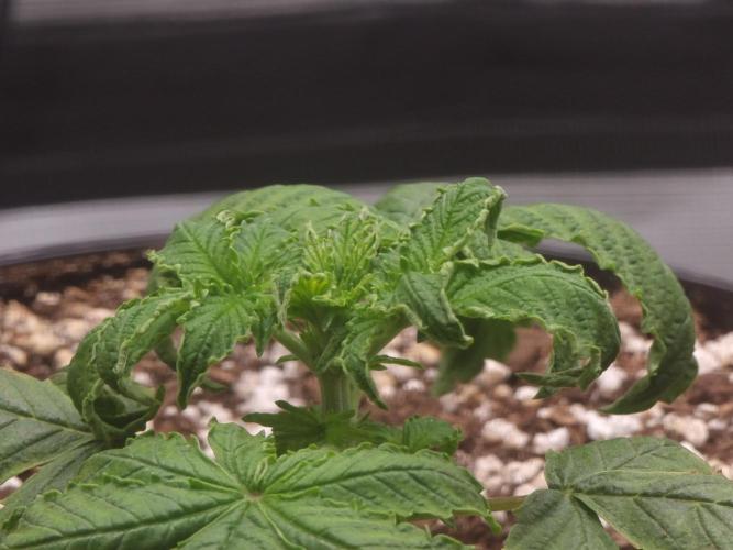 Dutch Passion CBD autoflowers.. Week 3 - What can I say...