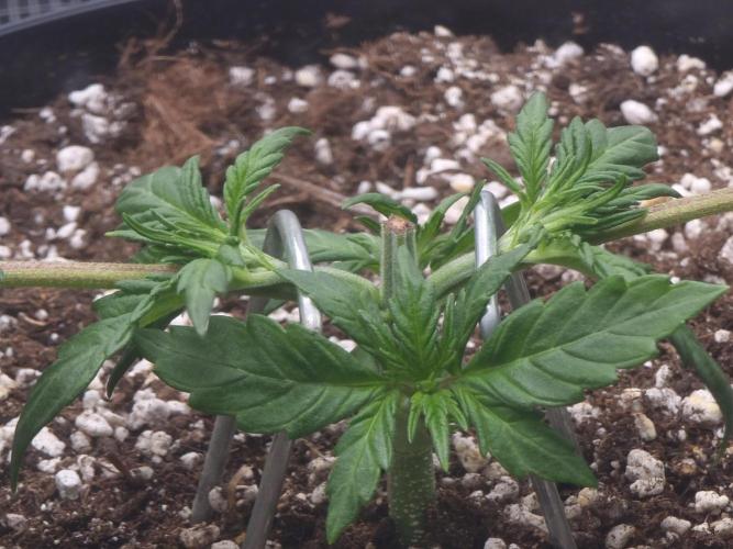 Dutch Passion CBD autoflowers.. Week 3