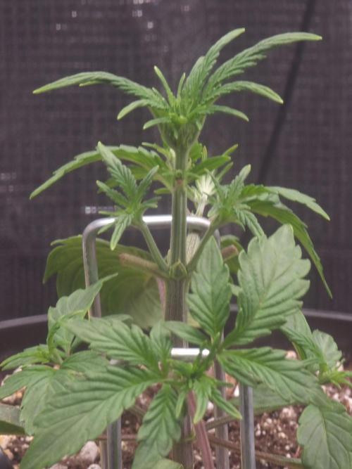 Dutch Passion CBD autoflowers.. Week 3