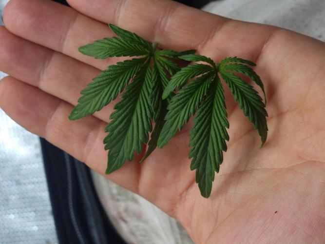 Dutch Passion CBD autoflowers.. Week 3