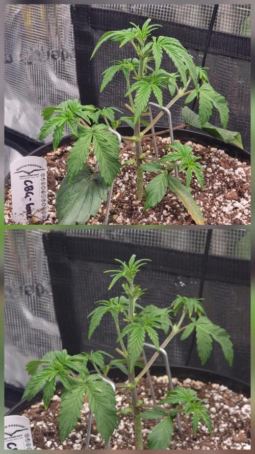 Dutch Passion CBD autoflowers.. Week 3