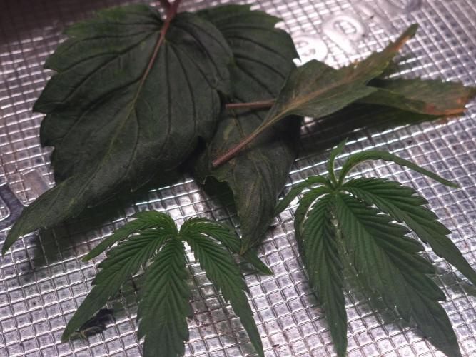 Dutch Passion CBD autoflowers.. Week 3