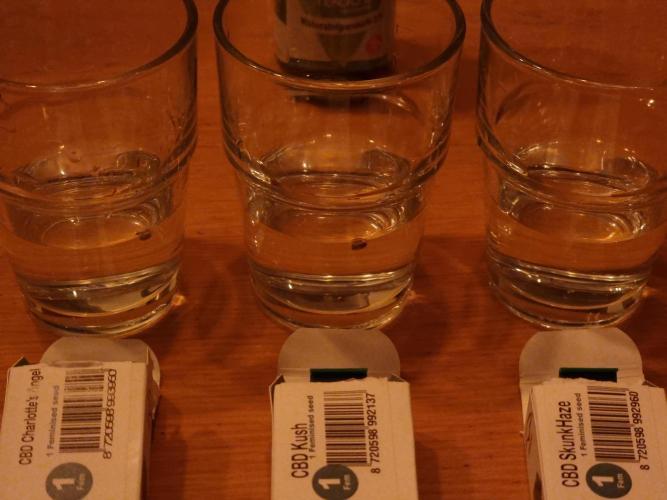 Micro CBD Grow Dutch Passion. Week 0 - Always exciting 