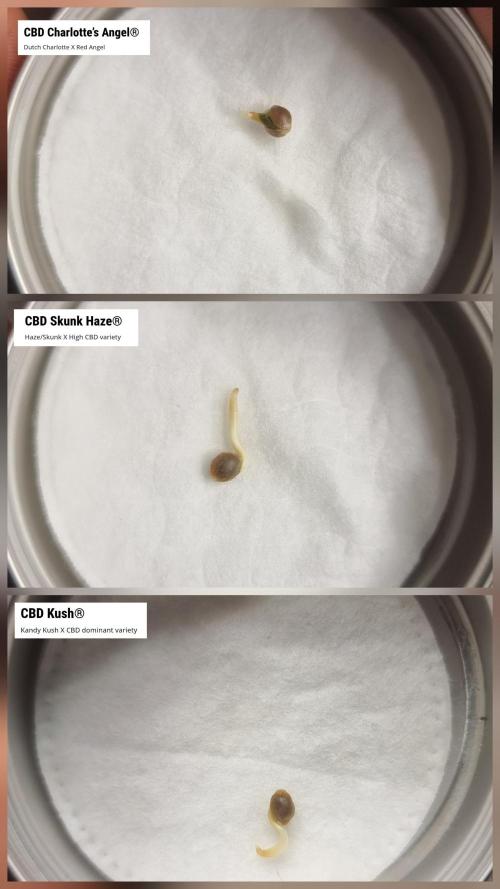 Micro CBD Grow Dutch Passion. Week 0