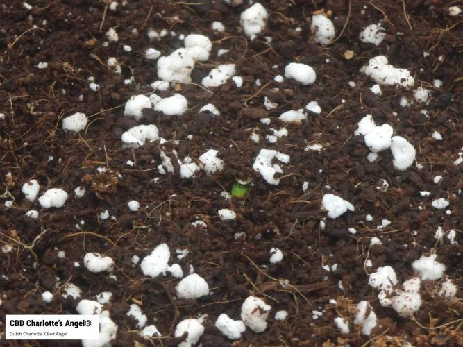 Micro CBD Grow Dutch Passion. Week 0 - Day 1 :)