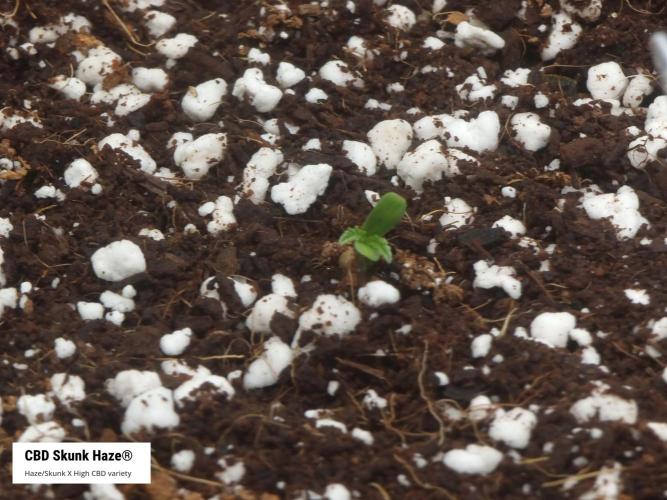 Micro CBD Grow Dutch Passion. Week 0