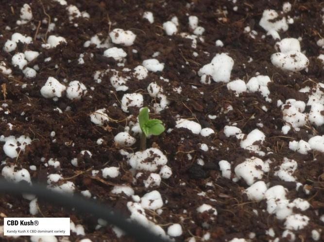 Micro CBD Grow Dutch Passion. Week 0