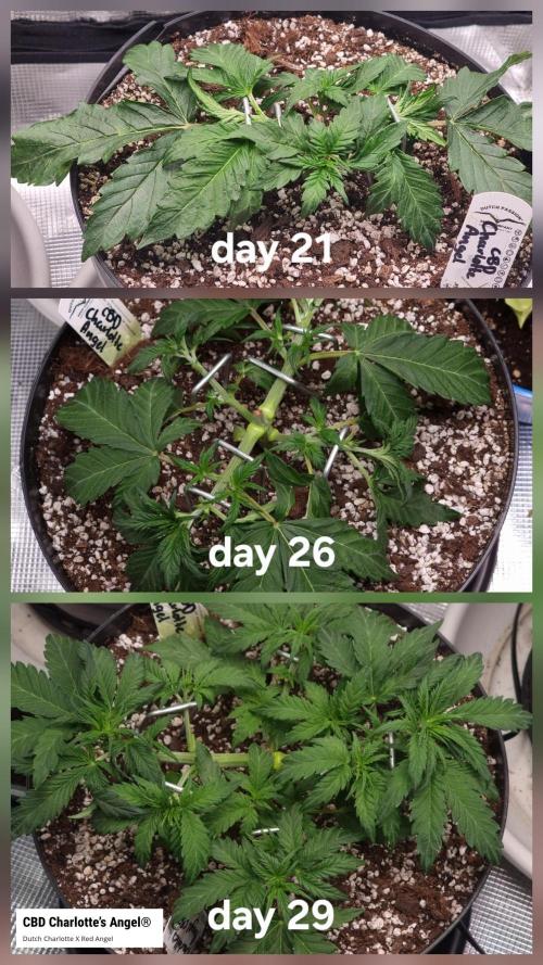 Dutch Passion CBD autoflowers.. Week 4 - Charlotte's Angel looking back has done well this week.