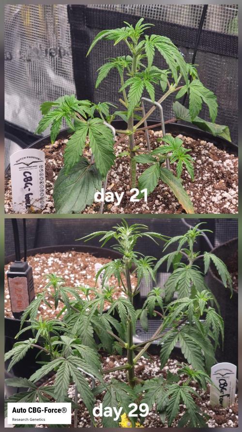 Dutch Passion CBD autoflowers.. Week 4 - Also some progress.